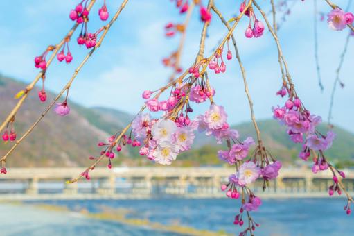 京都 嵯峨野の桜 渡月橋 京都 嵯峨野の桜 渡月橋の写真