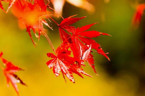 紅葉 紅葉,養老渓谷,筒森もみじ谷の写真素材