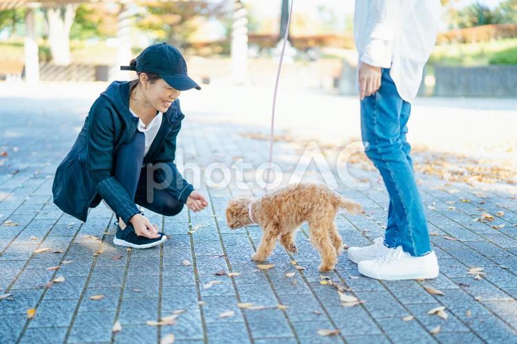 犬の散歩中に挨拶する女性たち 犬,ペット,愛犬の写真素材