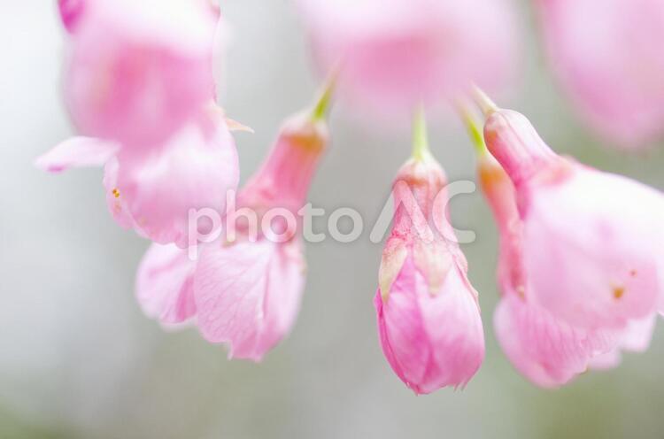 桜の蕾 桜,サクラ,さくらの写真素材