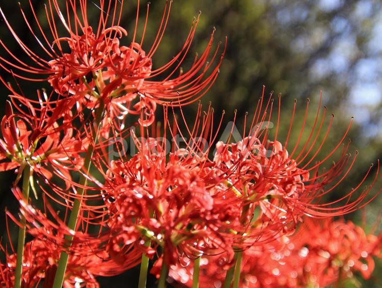 彼岸花を下から見て撮影 彼岸花,曼珠沙華,鮮やかの写真素材
