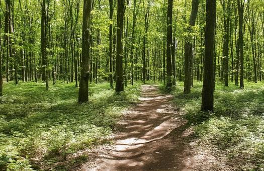山道 山道の写真