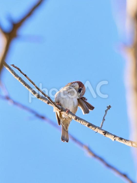 翼の手入れするキュートな可愛い一羽の雀 雀,スズメ,鳥の写真素材