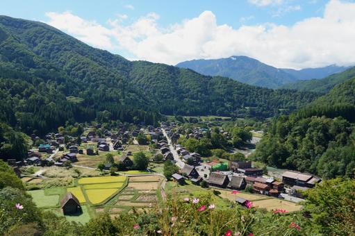 秋の合掌造り集落 秋の合掌造り集落 白川郷,合掌造り,秋の写真素材