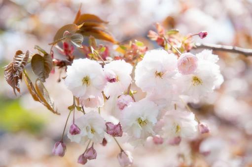 Cherry blossom, cherry, cherry blossoms, spring, JPG