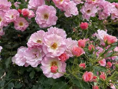 ピンクのミニバラとつぼみ ピンクのミニバラとつぼみ 薔薇,ミニバラ,つぼみの写真素材