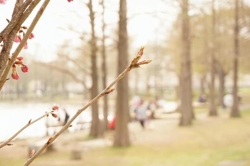 春の公園の写真