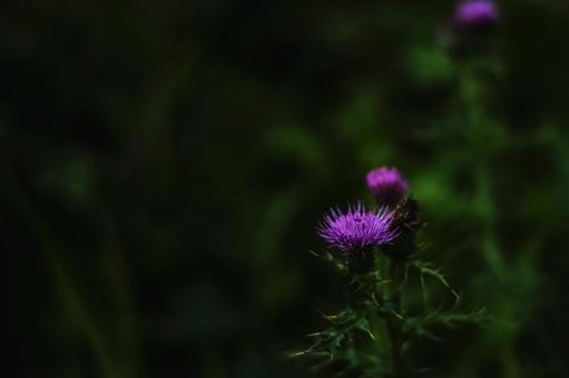Photo, thistle, no scam, thorns, 