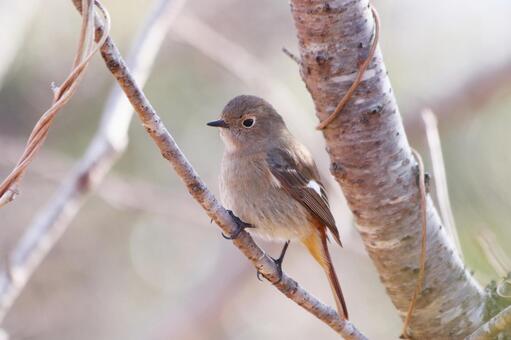 桜の木の枝にとまるジョウビタキ 鳥,ジョウビタキ,自然の写真素材