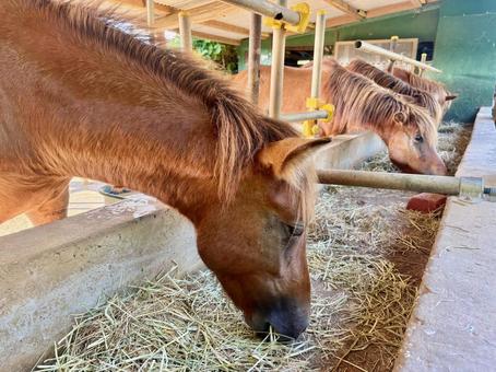 エサの牧草を食べる宮古馬 ウマ,宮古馬,馬の写真素材