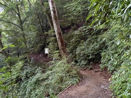 夏の高尾山　四号路　ハイキングコース 夏,高尾山,四号路の写真素材