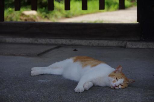 Cat in front of the gate of Zenryuji Temple, Kuchinawazaka, Two-colored cat, JPG