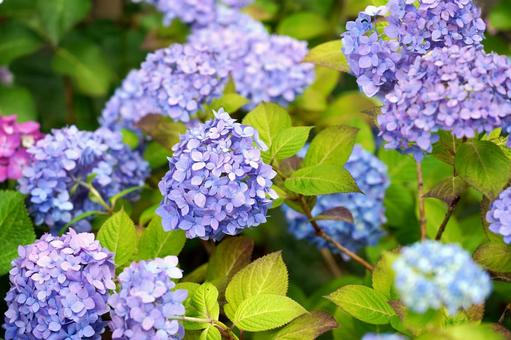雨上がりの紫陽花 あじさい,紫陽花,花の写真素材