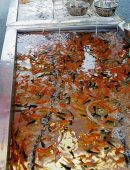 秋祭りの露店の金魚すくい 秋祭りの露店の金魚すくい 秋祭り,露店,屋台の写真素材