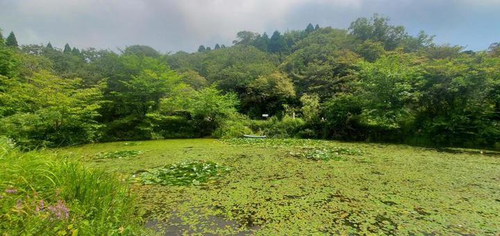 緑の池2 緑の池2の写真