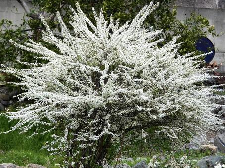 きれいな花 きれいな花の写真