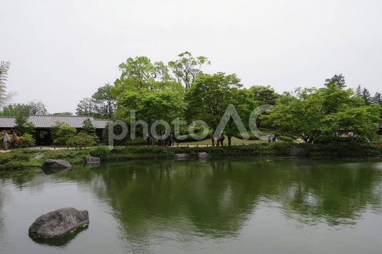 昭和記念公園-31 昭和記念公園,公園,森の写真素材