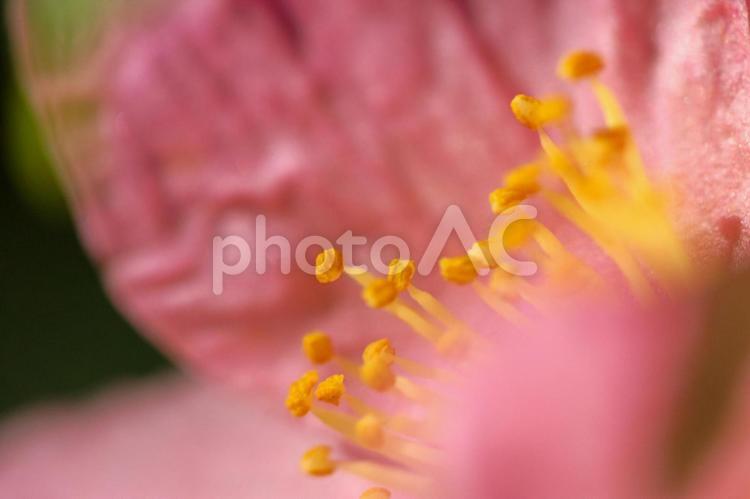 サザンカ 山茶花,さざんか,花の写真素材