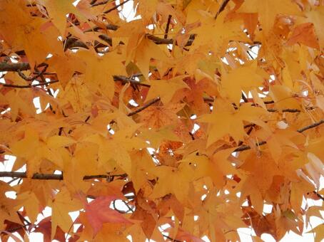 【風景写真】晩秋の風景 紅葉,葉っぱ,晩秋の写真素材