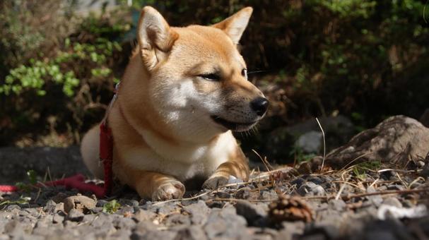 犬 犬の写真