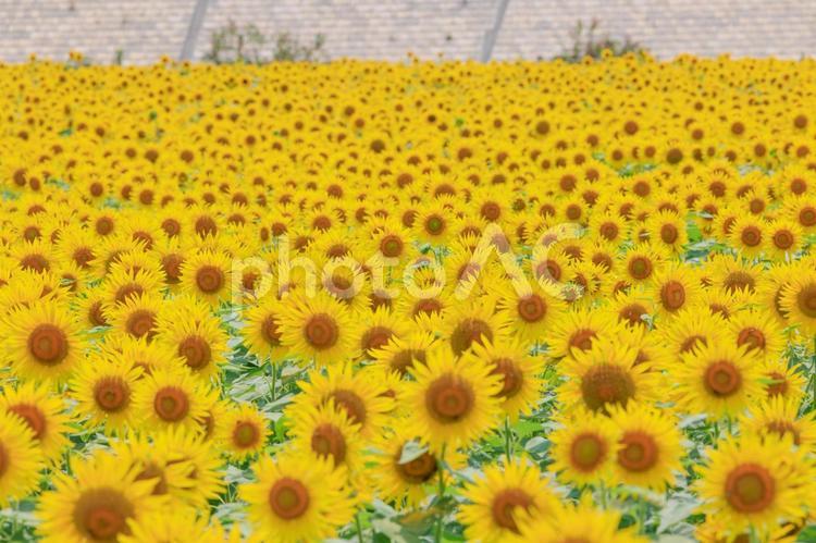 満開のひまわり畑 ひまわり,ひまわり畑,夏の写真素材