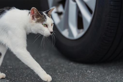 一点を見つめて歩く牛柄猫 牛柄猫,cawcat,ハチワレ猫の写真素材