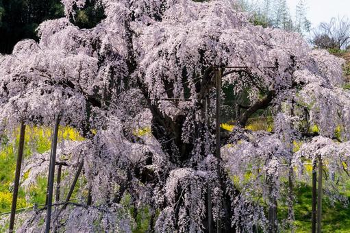 三春町の滝桜 三春町の滝桜の写真