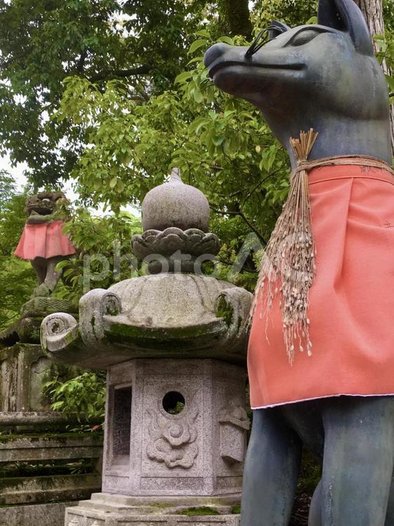 伏見稲荷大社のキツネ 京都,伏見稲荷大社,神社の写真素材