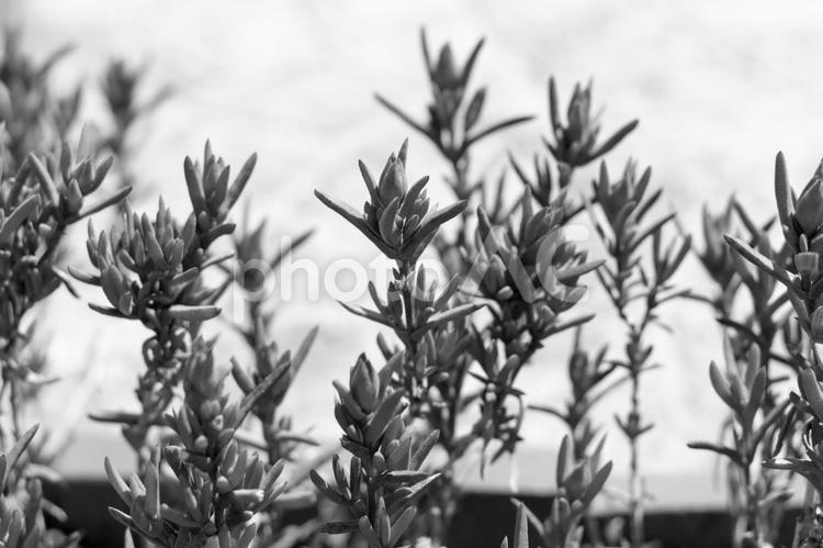 ガーデニング　白黒 ガーデニング,植木,植物の写真素材