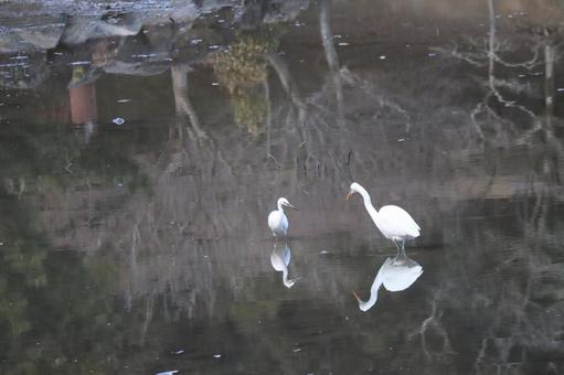 池の中に2羽の鷺がいる風景の写真