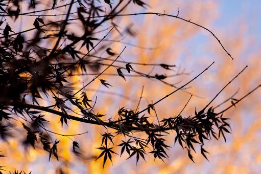 The fantastic silhouette of maple leaves floating at dusk, maple, evening, silhouette, JPG