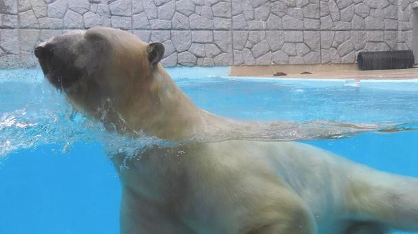夏の動物園 泳ぐシロクマ 夏の動物園 泳ぐシロクマ シロクマ,ホッキョクグマ,白熊の写真素材
