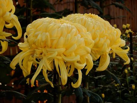【風景写真】福山菊花展覧会の風景 キク,菊,菊花展の写真素材