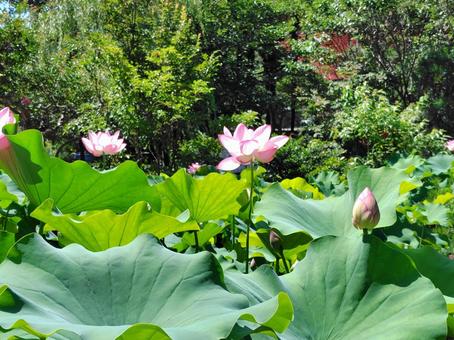 lotus, JPG lotus, JPG