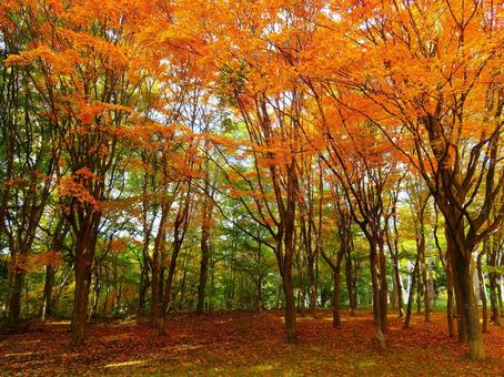 鮮やかに色づいた紅葉の写真