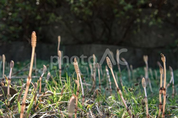 ＜春の素材＞公園に生えたつくし つくし,植物,野草の写真素材