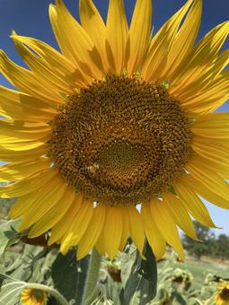 ひまわり ひまわり ヒマワリ,花,花畑の写真素材