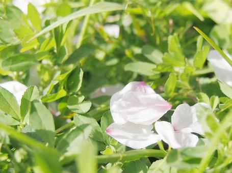 桜の花びら 桜の花びらの写真