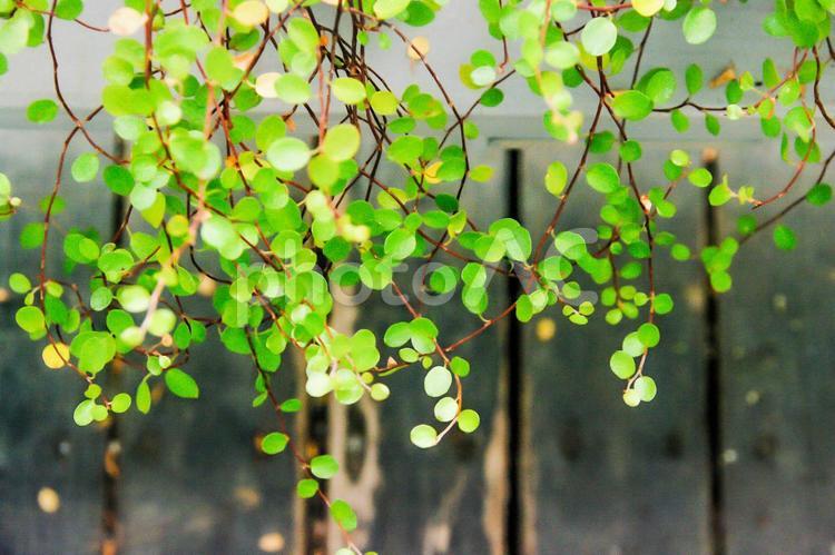 【植物】垂れ下がるミューレンベキア ミューレンベキア,植物,緑の写真素材