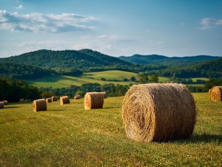 夏の田園風景:収穫された牧草ロールが並ぶ 夏の田園風景:収穫された牧草ロールが並ぶの写真