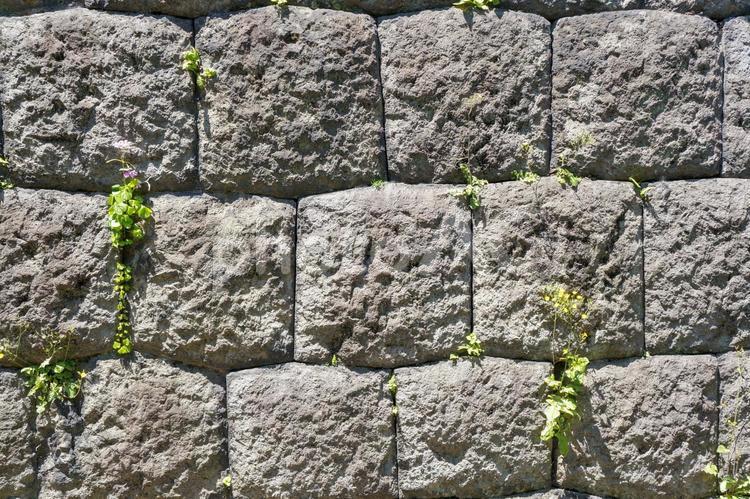 植物の生えた石壁 石壁,石垣,壁紙の写真素材