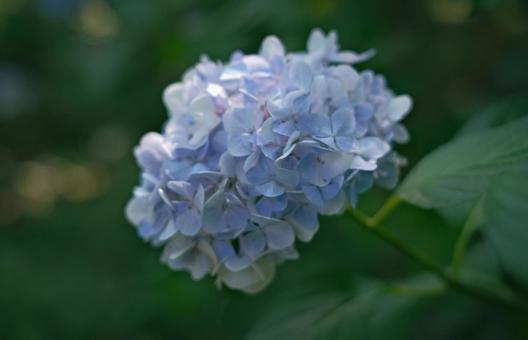 Rainy season hydrangea, JPG Rainy season hydrangea, JPG