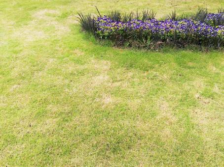 芝生と花壇 芝生と花壇の写真