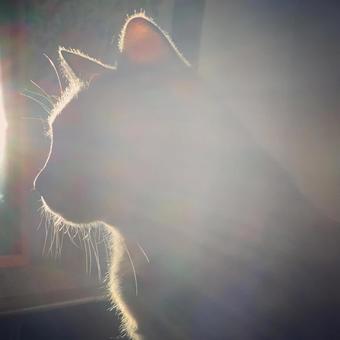 猫のシルエットの写真