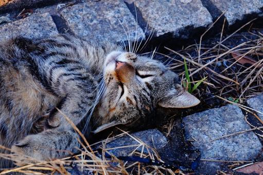 寝ているネコ 寝ているネコ ねこ,動物,生き物の写真素材