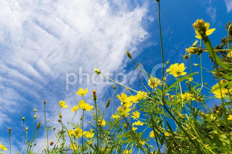 黄色のコスモス コスモス,花,黄色コスモスの写真素材