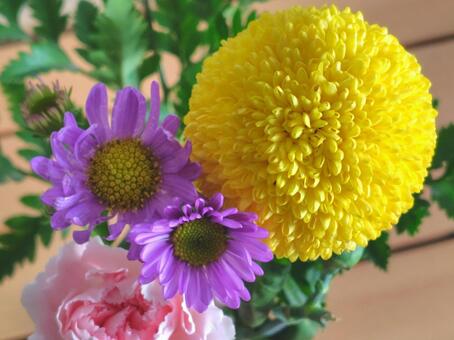 スプレーマム_ポンポン咲きほか_4 スプレーマム,ポンポン咲き,イエローの写真素材