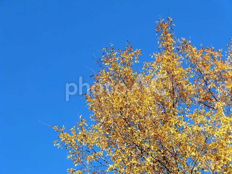 イチョウの木 イチョウ,銀杏,(物語)の写真素材