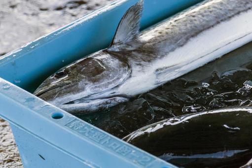 水揚げされた鮮魚10(田原市) 水揚げされた鮮魚10(田原市) サワラ,伊良湖,田原市の写真素材