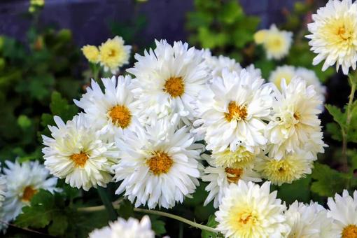 カワラオハギ 菊,花,flowerの写真素材